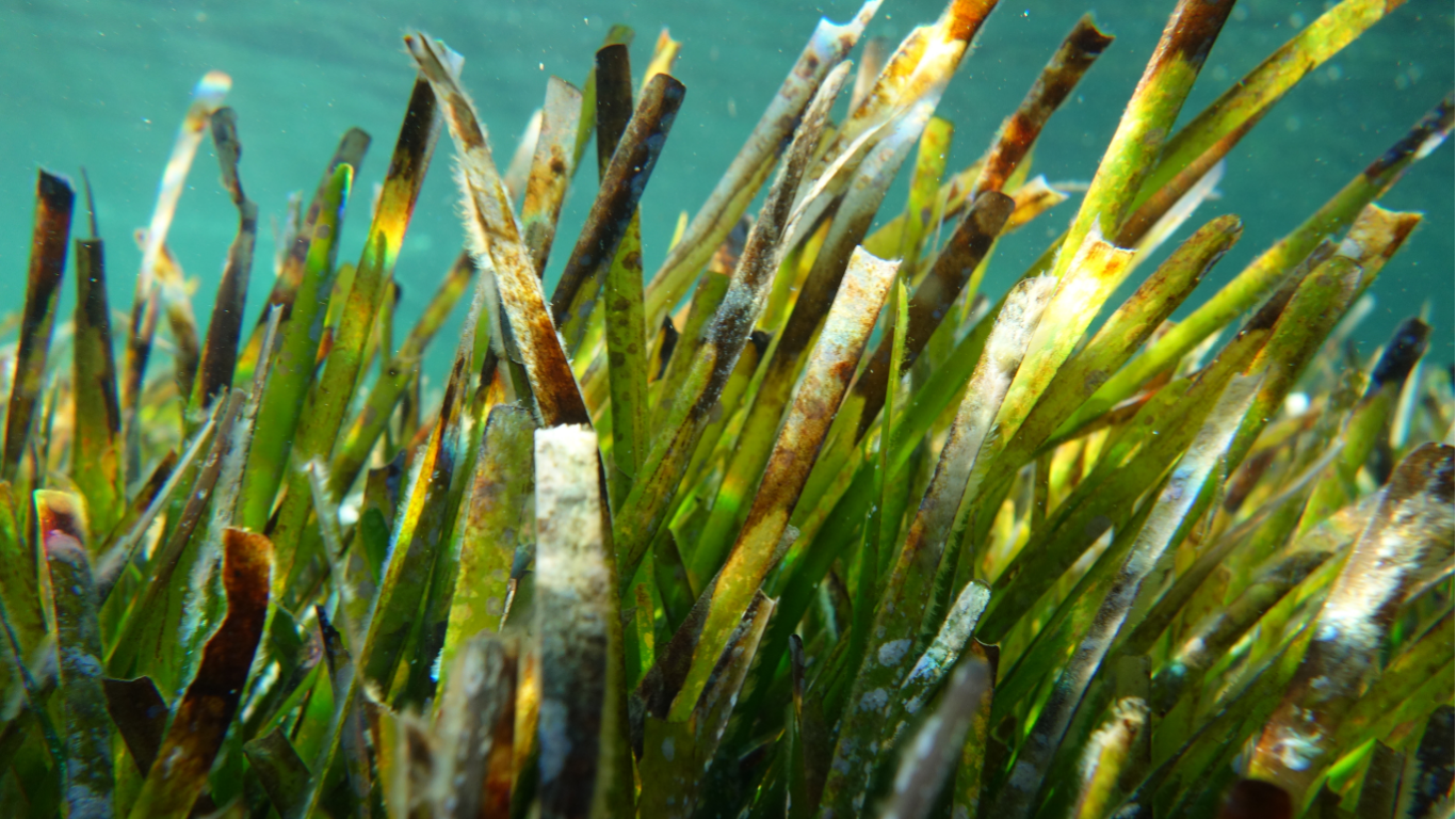 Posidonia oceanica