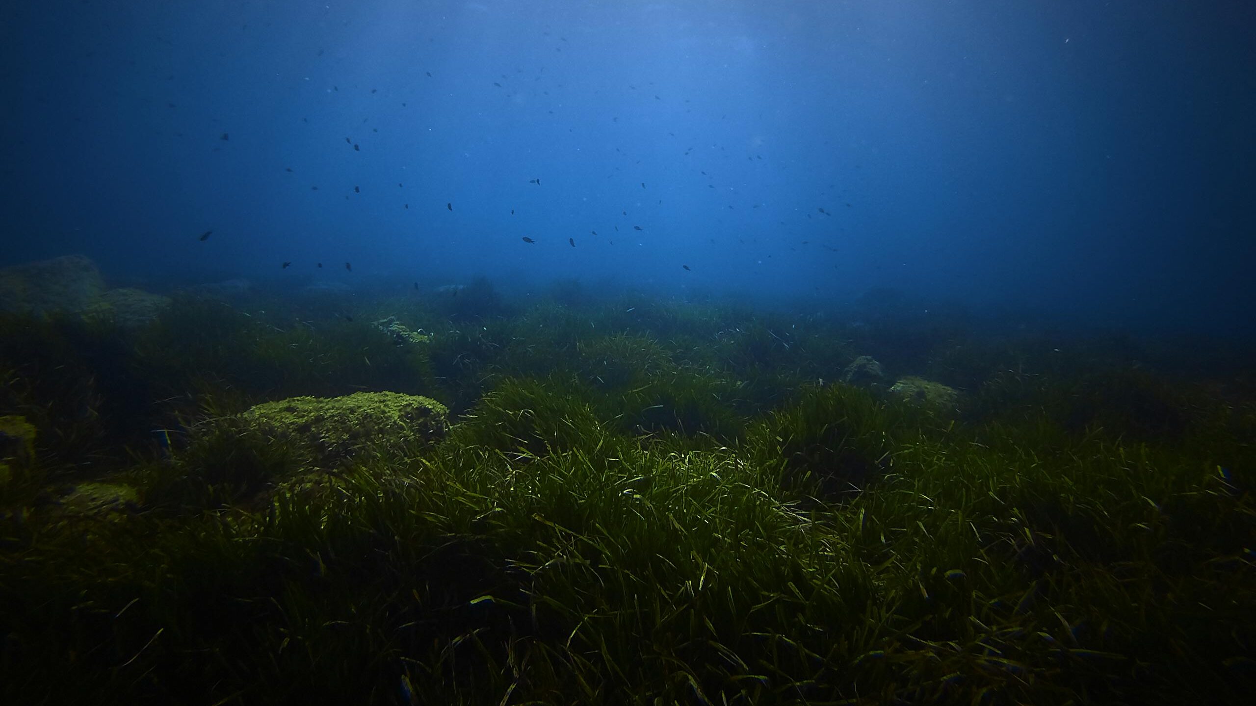 Une scène sous-marine paisible avec des herbes marines et des rayons de soleil filtrant à travers l'eau de l'océan.
